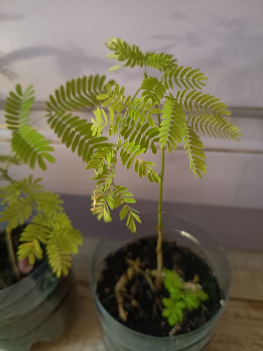 Ленкаранская акация