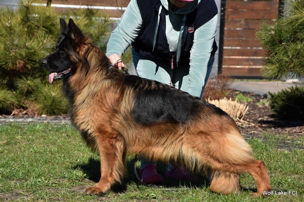 Owczarek niemiecki długowłosy ZKwP FCI wiosna 2026