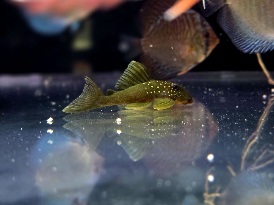 Zbrojnik L200 Green Phantom