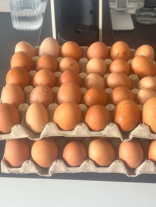 Vendo ovos caseiros 3€ a dúzia