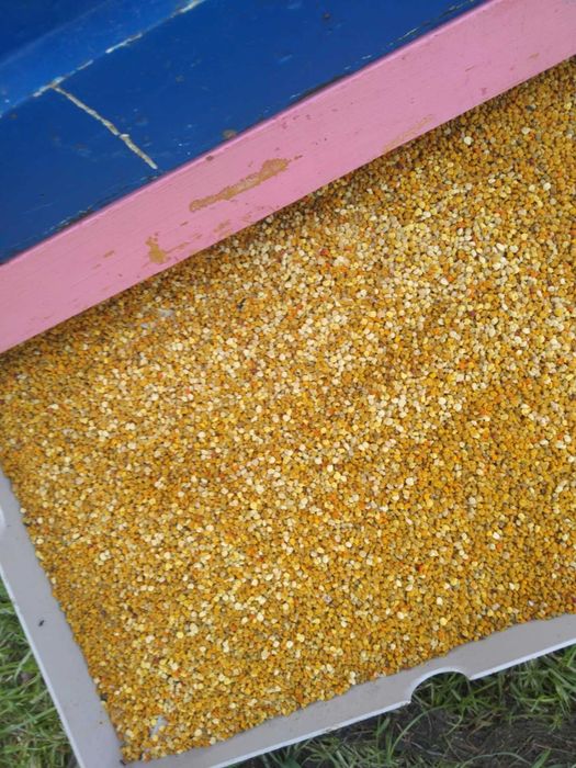 Pyłek pszczeli2025,pyłek kwiatowy2025,odnóża,pszczoły,ule,miód