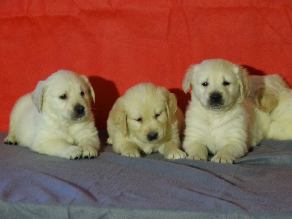 Golden retriever piesek jasno złoty