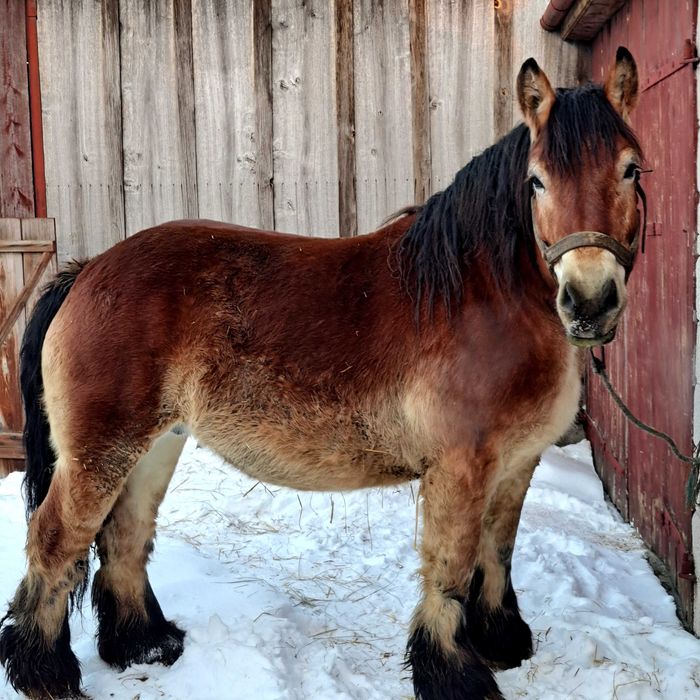 Klacz zimnokrwista źrebna