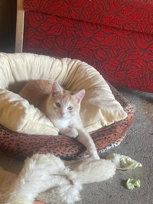 Отдам в хорошие руки котиков