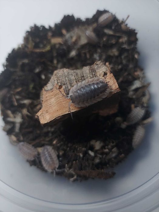 Isopody Porcellio spatulatus Coros
