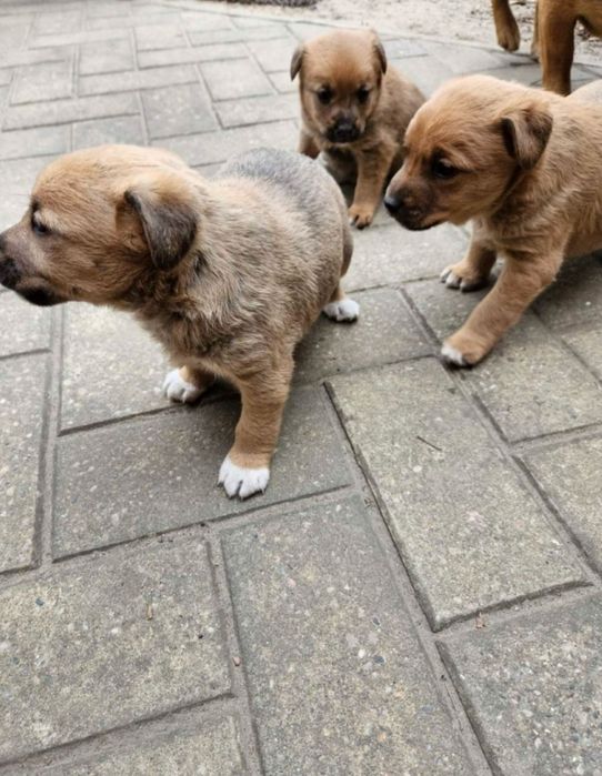 Szczeniaki szukają domów