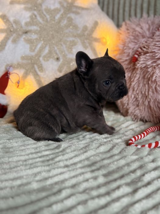 Buldog francuski do rezerwacji