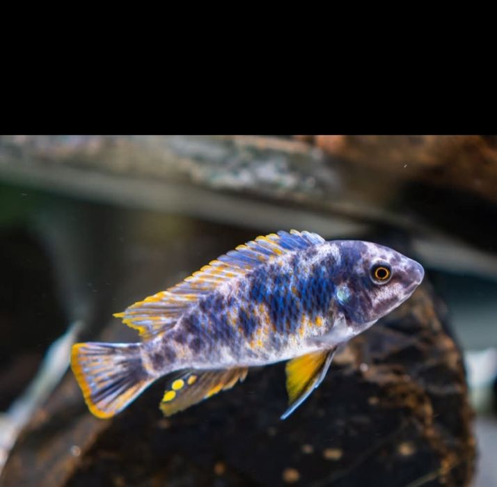 Ciclideos africanos  Labeotropheus