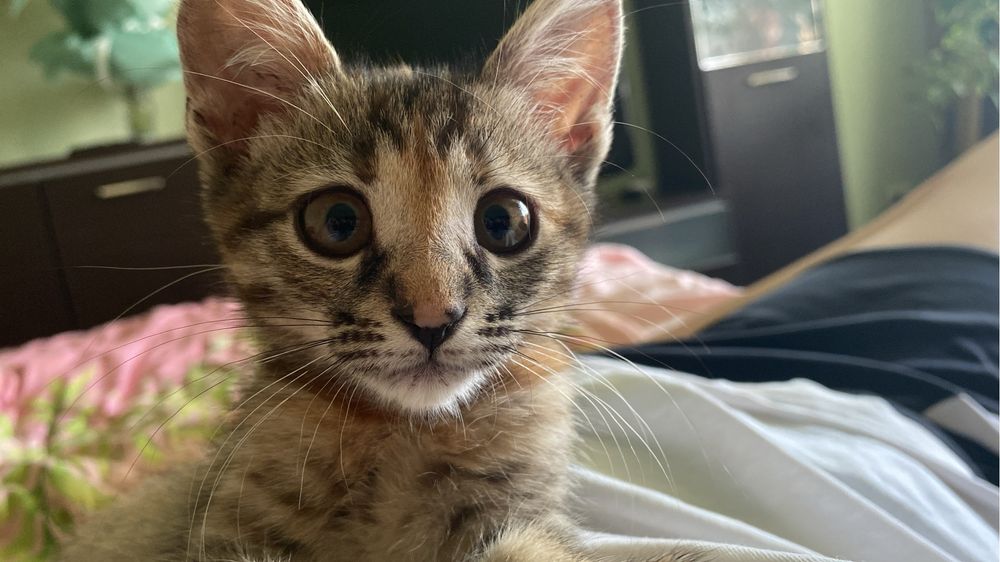 кошеня   дівчинка