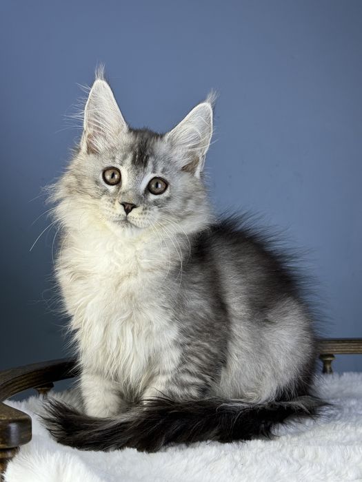 Тикированый шедед линия 3  месяца мальчик мейн кун