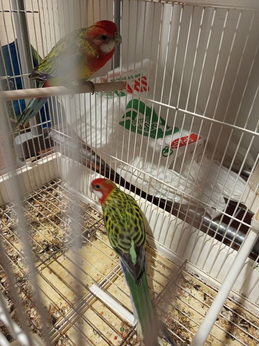 Casal de roselas
