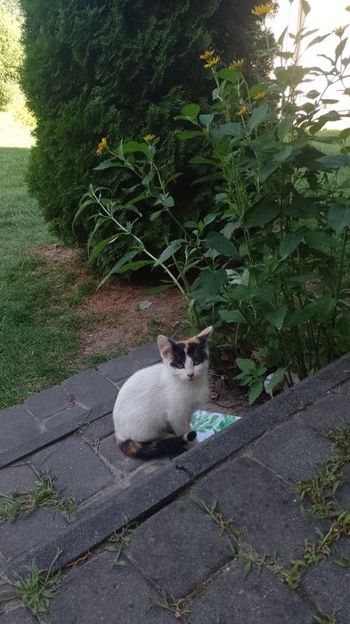 Kota Oddam  młody