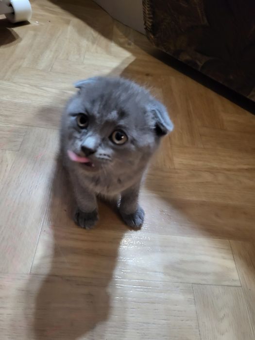 Хлопчик шотландець