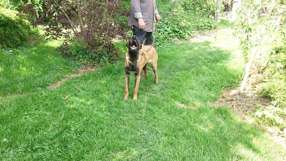 Owczarek Belgijski agresja atak obronaa