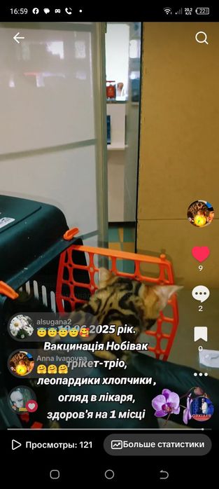Леопардики бенгали хлопчики, WCF родовід.