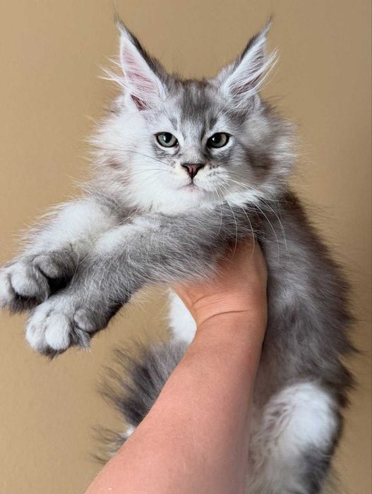 Lindo gatinho Maine Coon