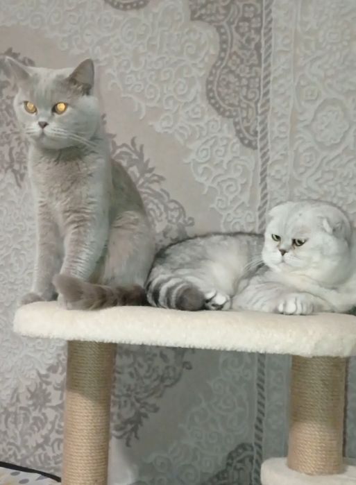 Британська мармурова кицюня