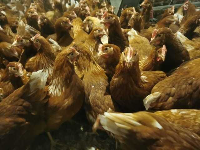 Kury Nioski z pierwszym jajkiem. 25tyg Rosa Leghorn Sonia.TRANSPORT