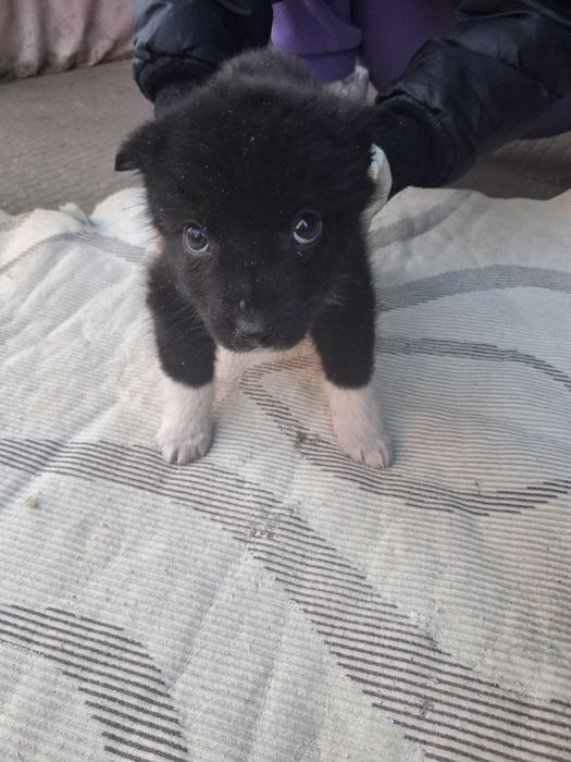 Віддаємо принцесок