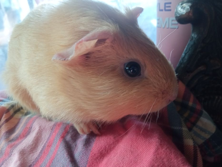 Морская свинка, мальчик, 2.5 месяца