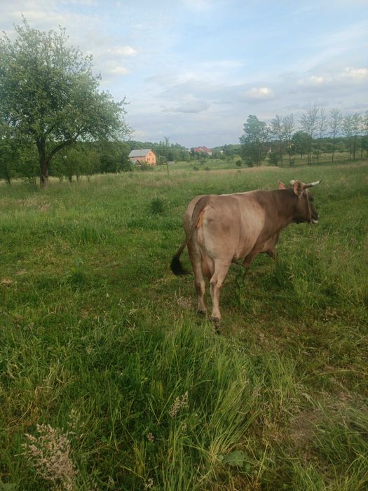 Продам добротну корову