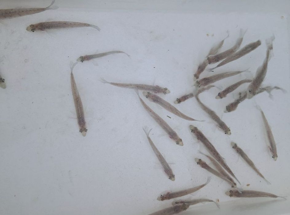 Sandacz 12-16cm  karp jesiotr palia