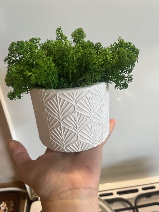 Кашпо з мохом