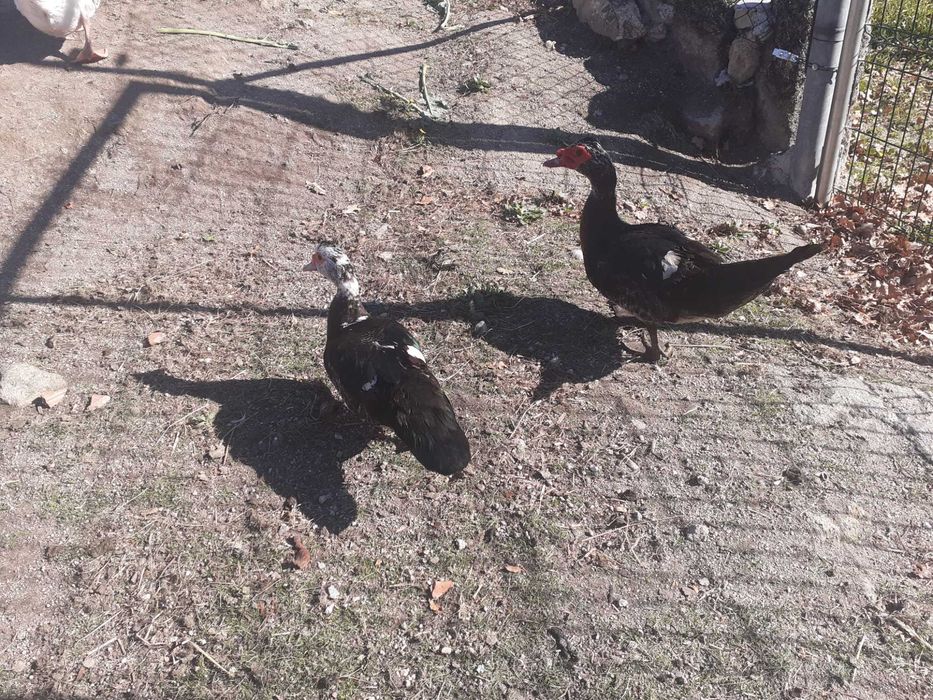 Patos mudos  adultos