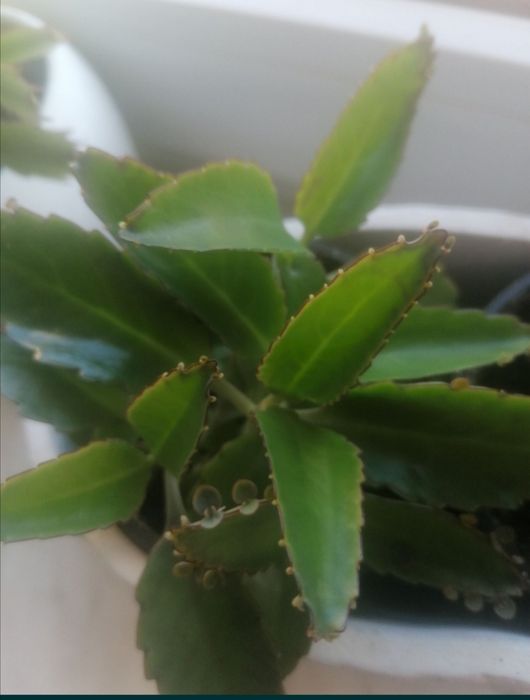 Żyworódka Day Gremonda roślina lecznicza