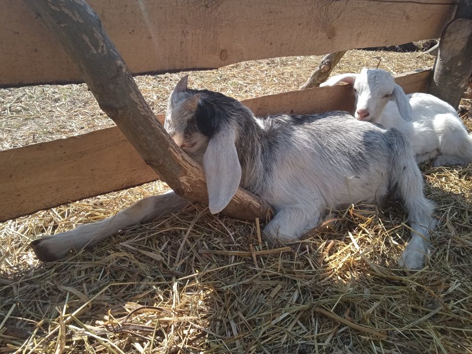 Породисті козинята (коза, цап, козочка, цапок)