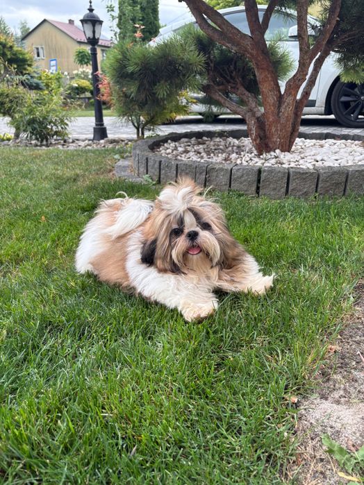 Shih Tzu FCI ZKwP Pies