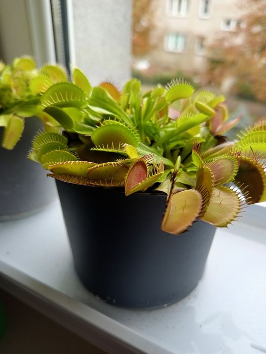 Roślina owadożerna muchołówka amerykańska