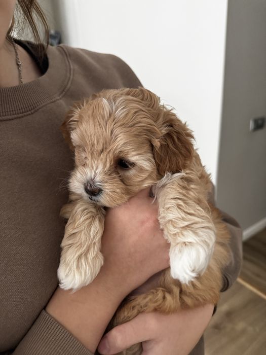 Маленька красуня  Мальтіпу