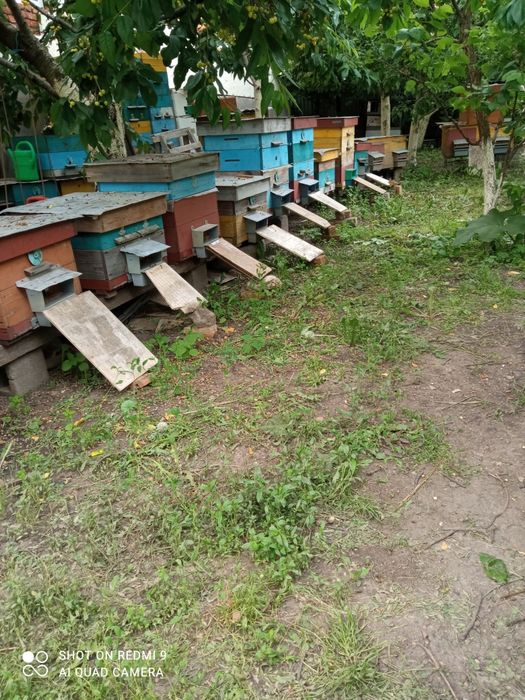 Бджолині сім"ї ,Пакети ,Відводкм Продам .
