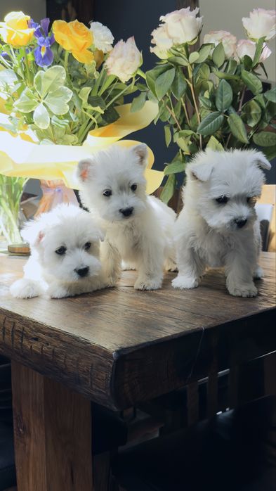 West  highland  terrier . Samiec , promocja na weekend .