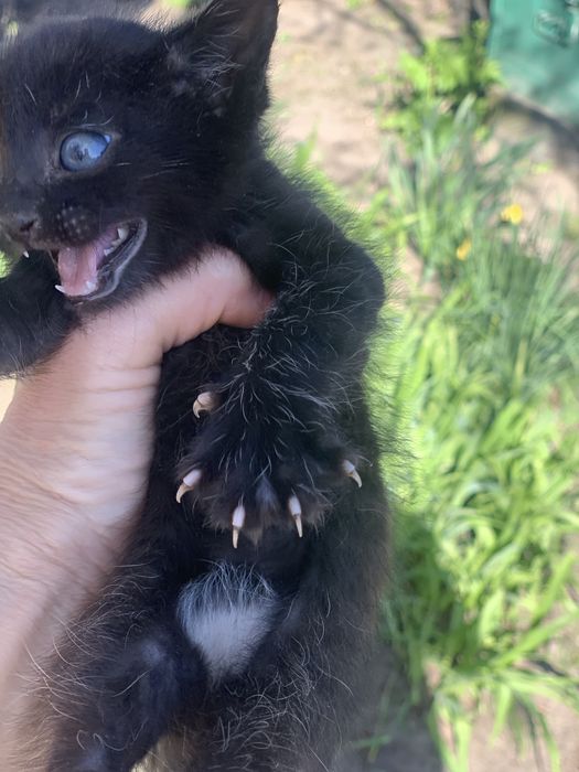 Кошенята шукають  домівки