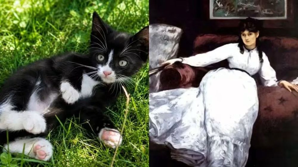 Кошенята шукають люблячу родину