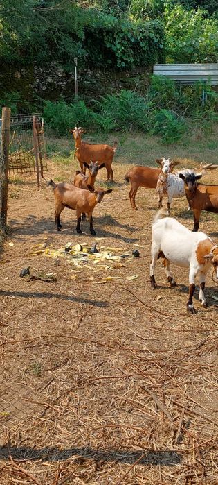 Cabras anãs para venda