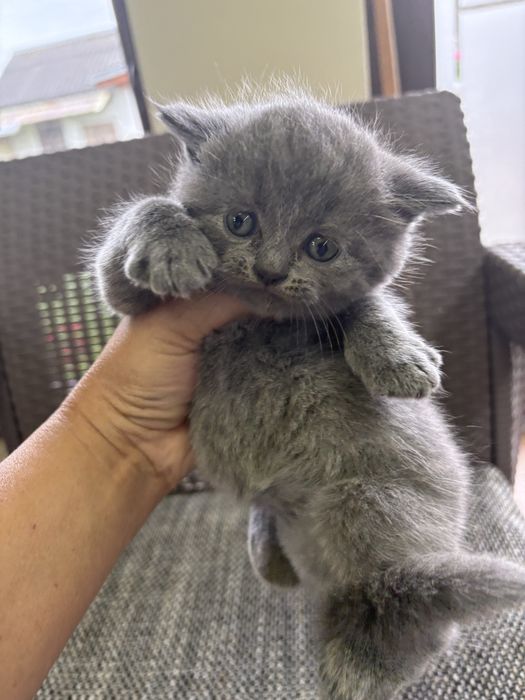 Котики.  британці