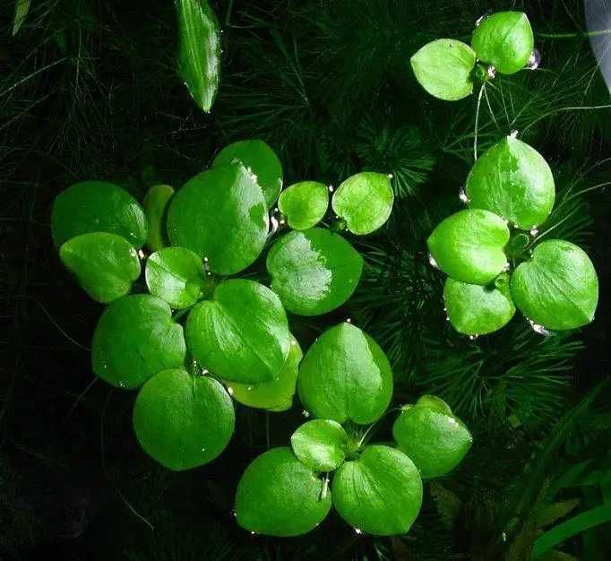 Лімнобіум паростконосний. Акваріумні рослини