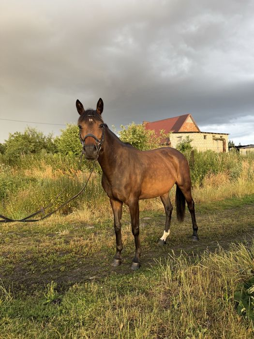 Klacz Deutsches Sportpferd