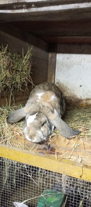 Króliki samiec baran francuski