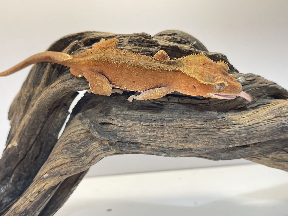 Gekon orzęsiony, gekony orzęsione