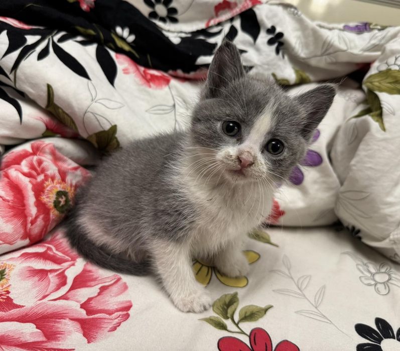 Віддамо котиків в добрі руки