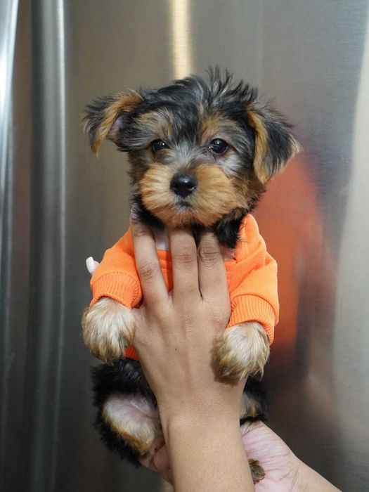 Miniaturowy yorkshire terrier