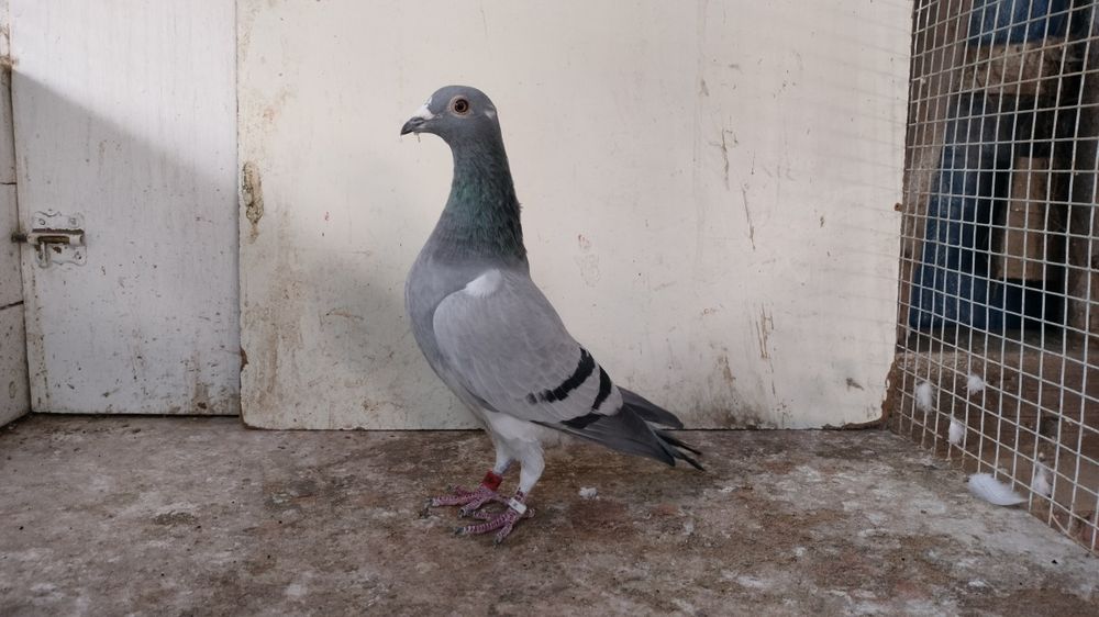 Gołębie pocztowe z rozpłodu