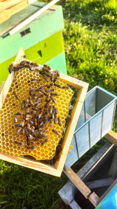 Matki pszczele, krainka (karolinka), unasiennione, nieunasiennione,