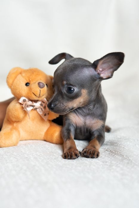 Той тер'єр, той терьер