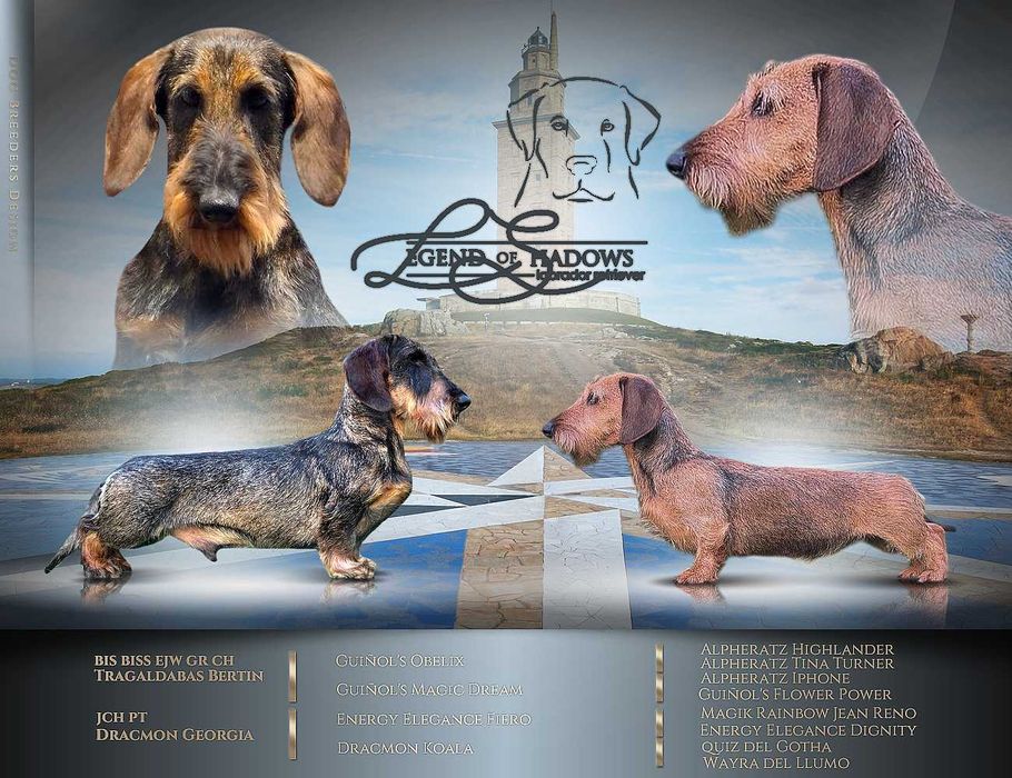 Teckel Miniatura Cerdoso