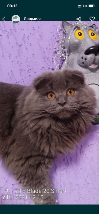 В,язка висловухий шотландець